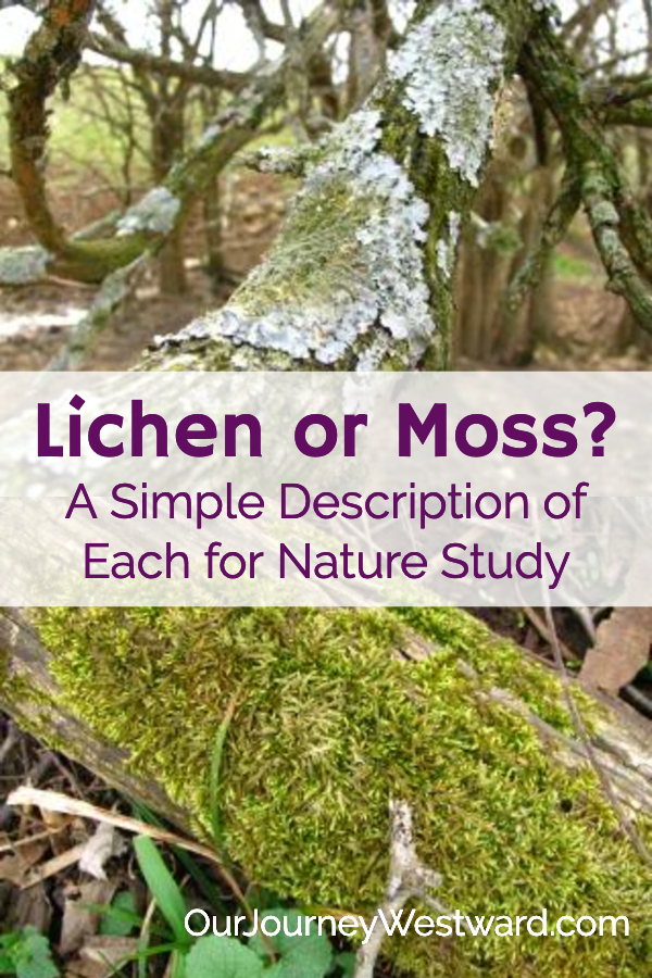 Moss and lichen on a tree trunk. An image for a blog post about nature study.