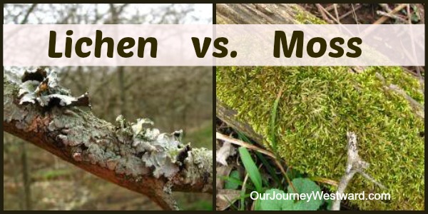 Lichen vs. Moss: What's the Difference? | Our Journey Westward