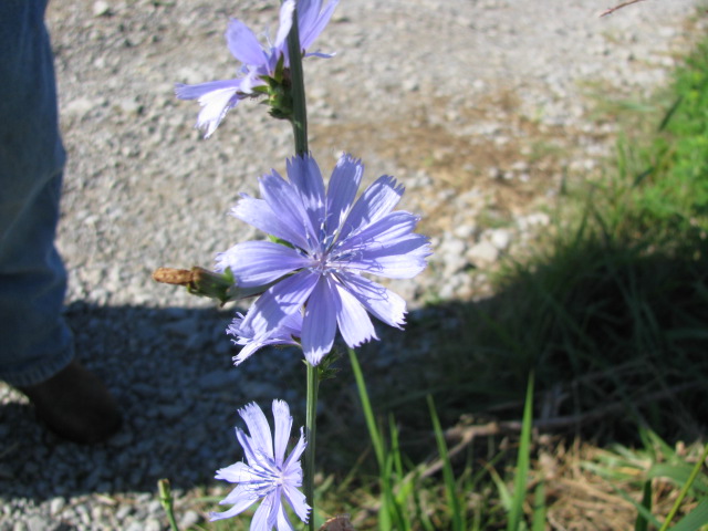 High School Nature Study | Our Journey Westward