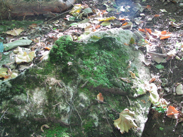 High School Nature Study | Our Journey Westward