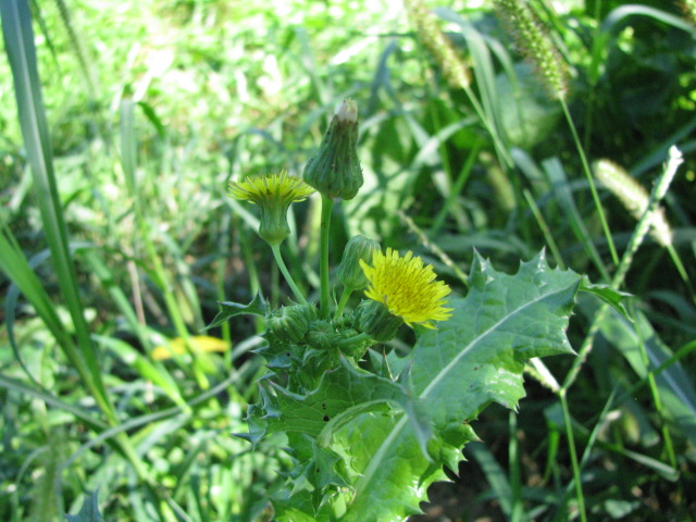 High School Nature Study | Our Journey Westward