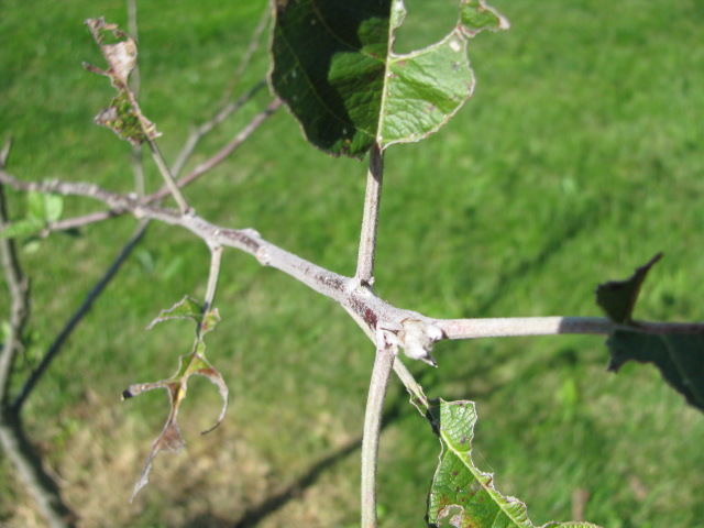 The study of a twig: science through nature study