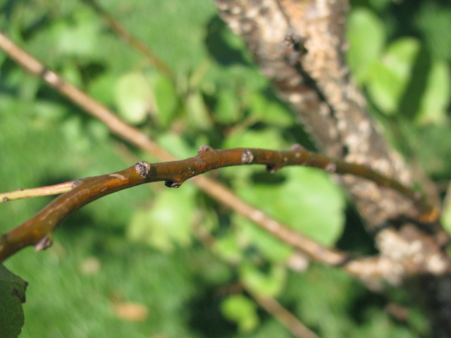 The study of a twig: science through nature study