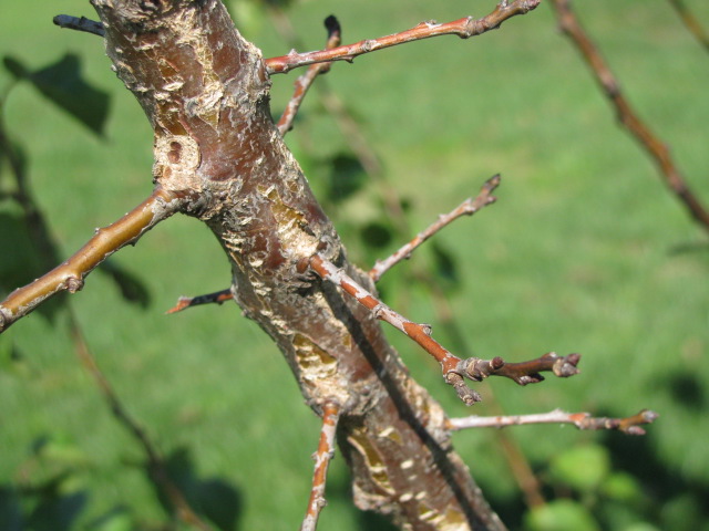 The study of a twig: science through nature study