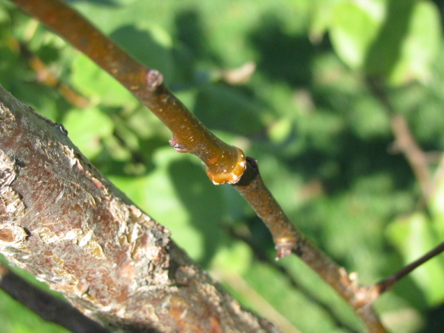 The study of a twig: science through nature study