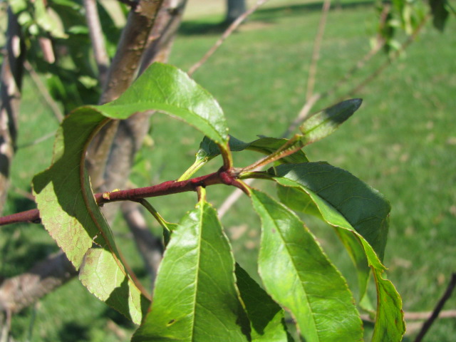 The study of a twig: science through nature study