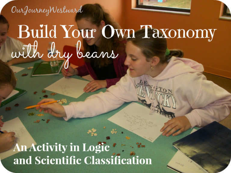Girls sitting around a table sorting dried beans. For a blog post about building your own taxonomy.