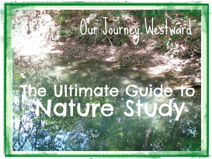Creek and creek bank advertising a nature study blog post.