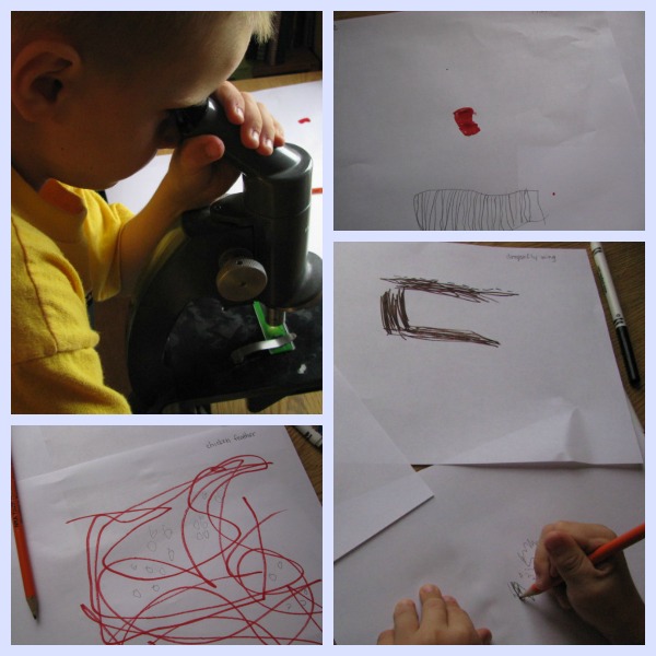 Microscope Drawings