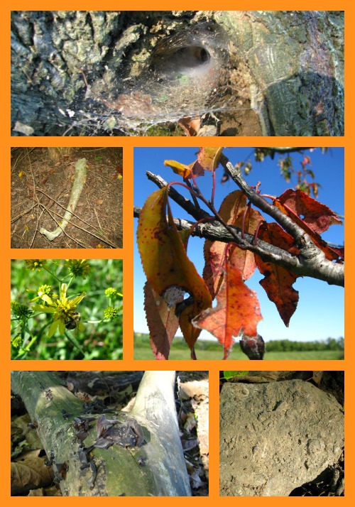 Early fall nature study is full of opportunity!