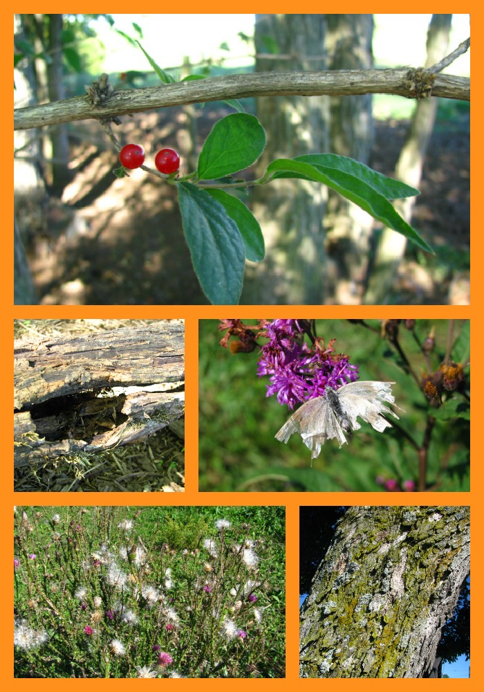 Early fall nature study is full of opportunity! Early fall nature studies are full of opportunities!