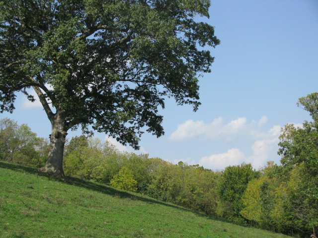 Grazing fields