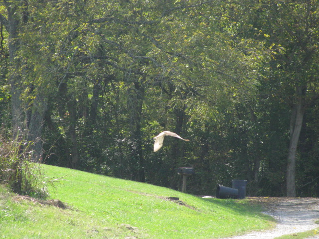 Our busy hawk