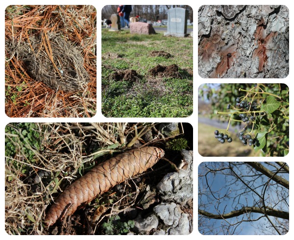 Winter Nature Study
