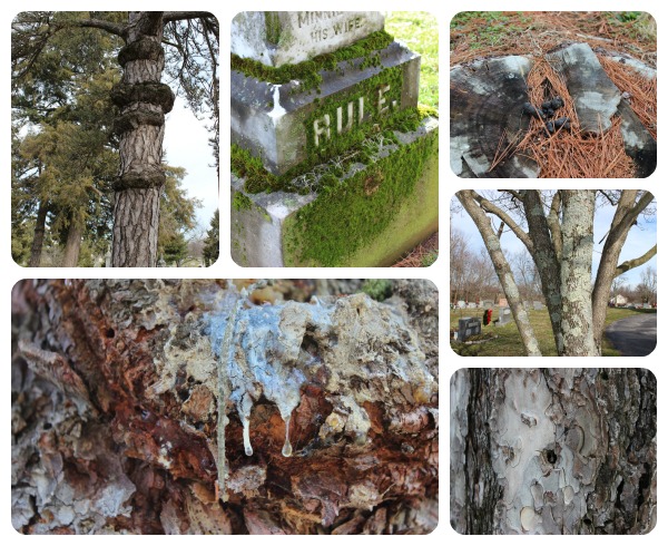Winter Nature Walk