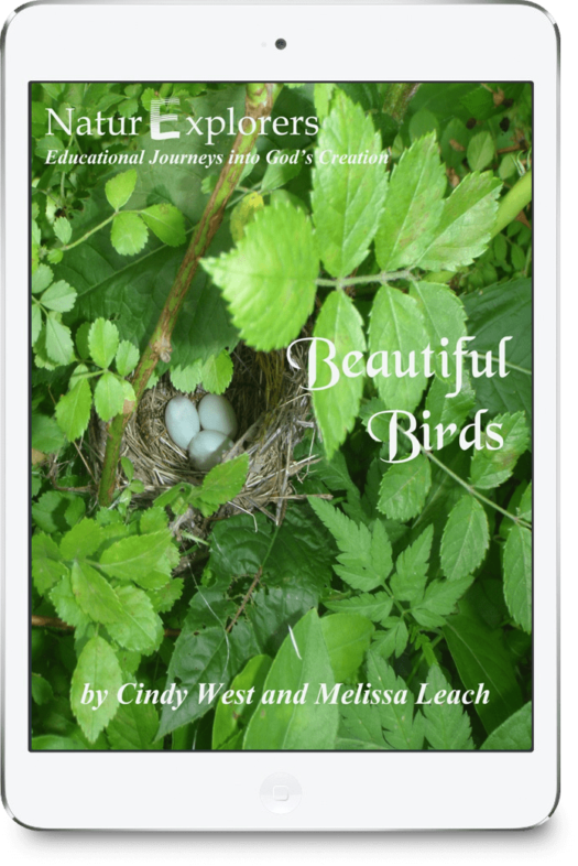 Beautiful Birds