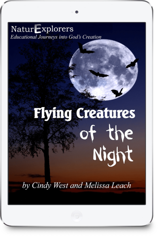 Night Creatures Nature Study