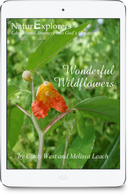 Wonderful Wildflowers