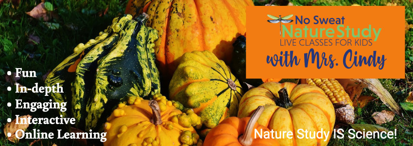 autumn squashes