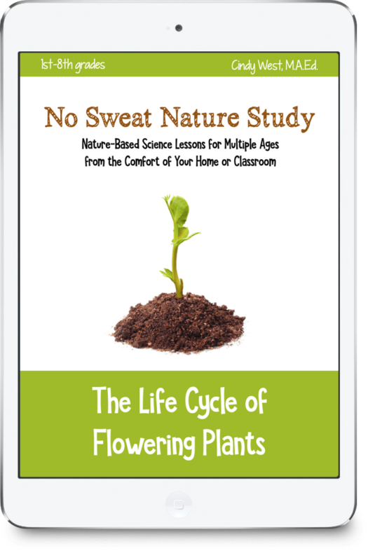 Life Cycle of Flowering Plants