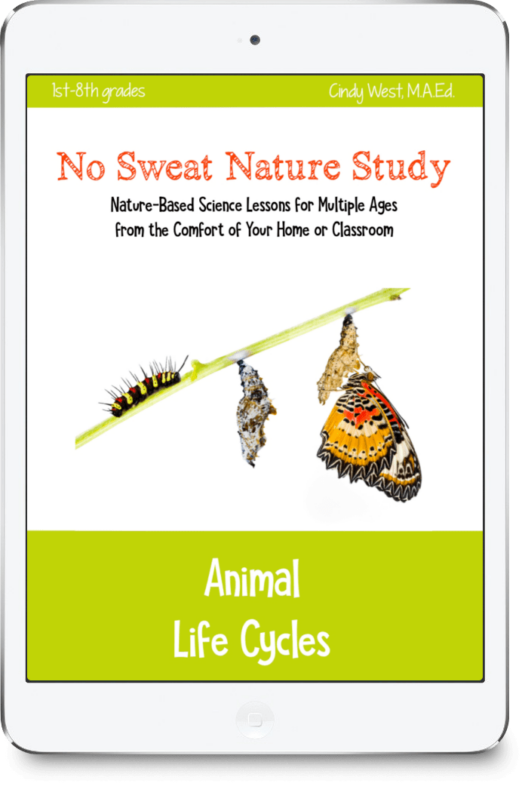 Animal Life Cycles
