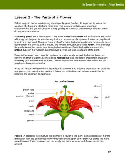 Flower Families Curriculum