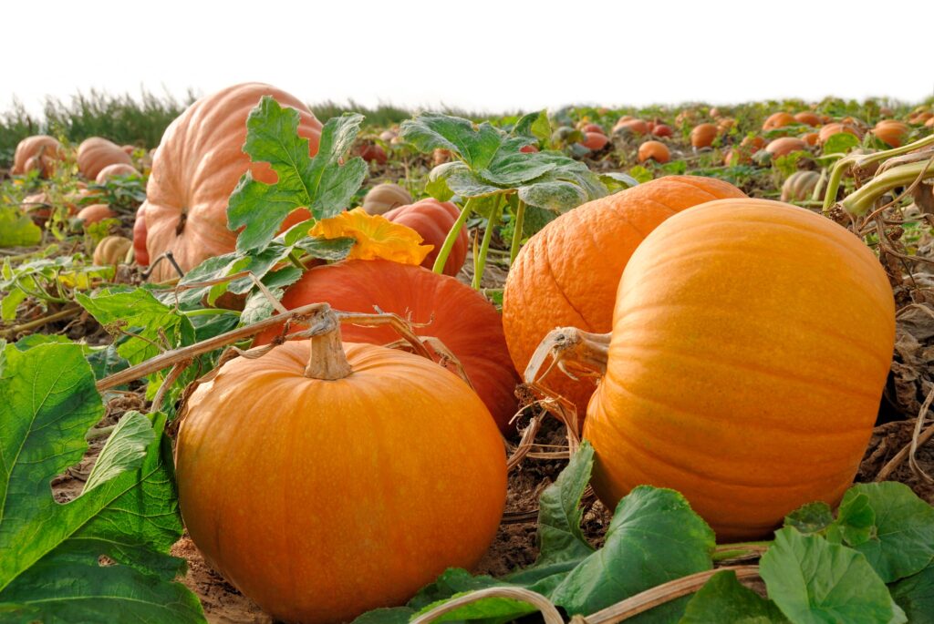 Pumpkin Patch