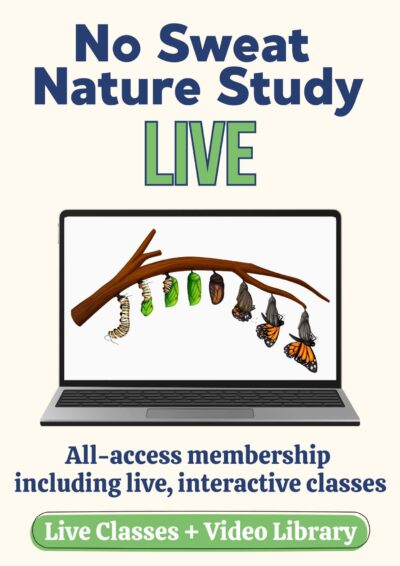 sales text and graphic with butterfly life cycle on laptop
