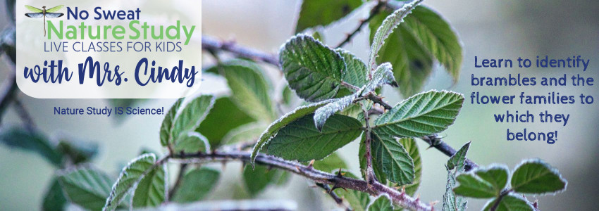 Frosty brambles