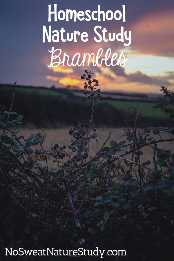 Brambles in the sunset