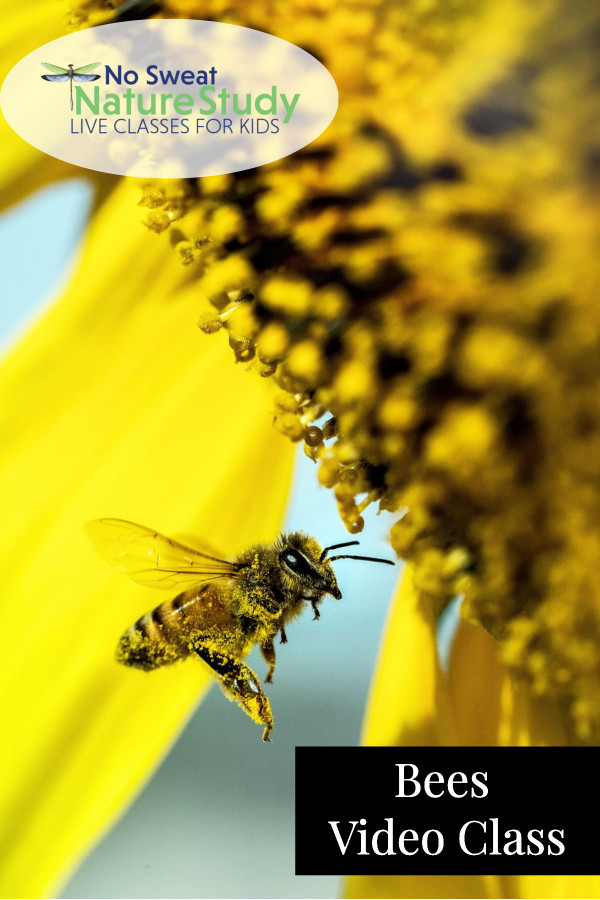 a pollen-covered bee flying near a yellow flower