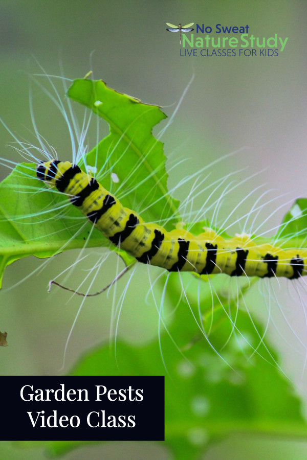 a striped caterpillar with hairs eating a leaf