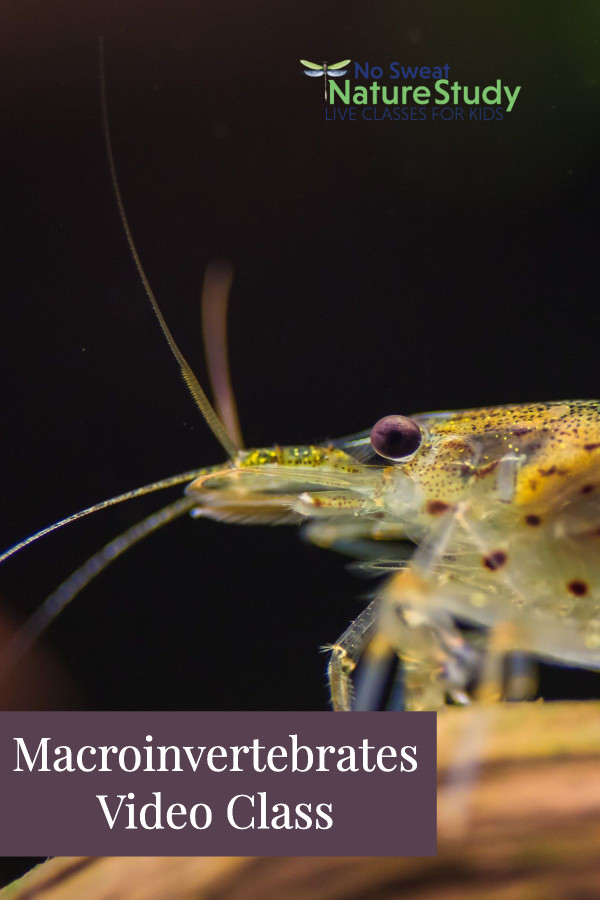 close-up of a silverfish in the water