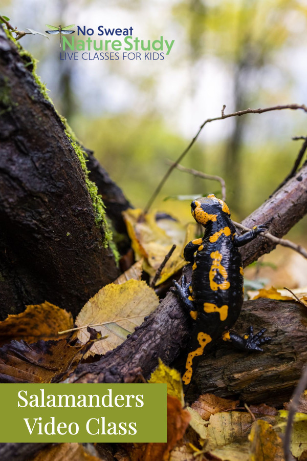 a salamander on tree branch in autumn
