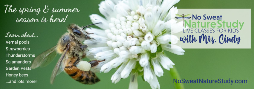 bee on clover advertising nature study classes