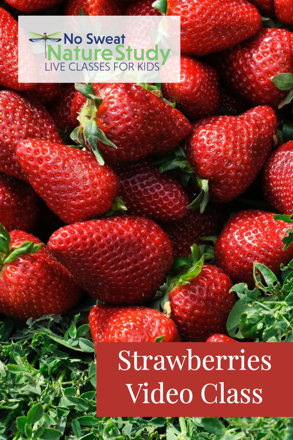Strawberries laying in a pile on the grass