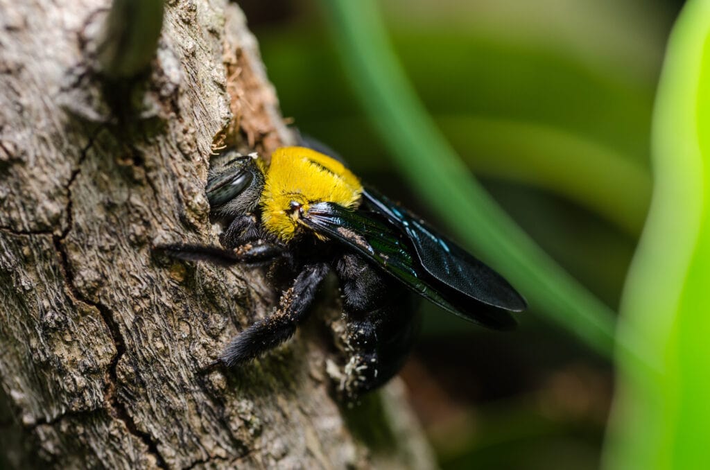Yellow and black bee rooting into tree bark