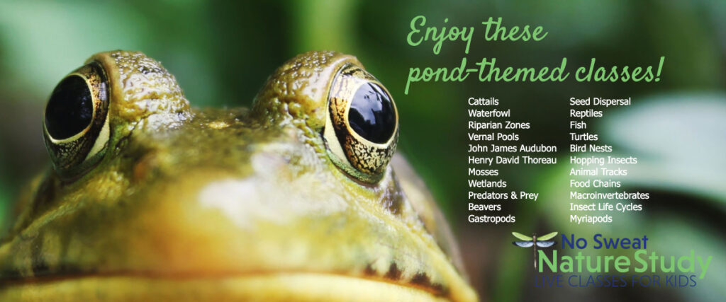 frog face