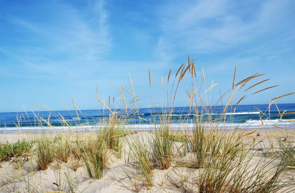 sand dune with seagrasses overlooking the ocean