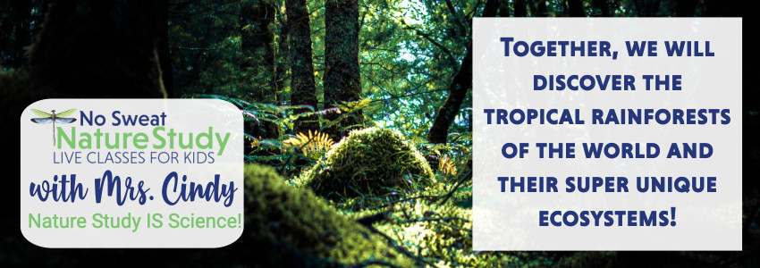Moss covered rocks in a forest. Advertising a nature study about the rainforest.