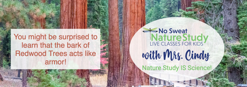 Redwood tree trunks with green foliage beside a path. Advertising a class about Redwood Trees for kids.