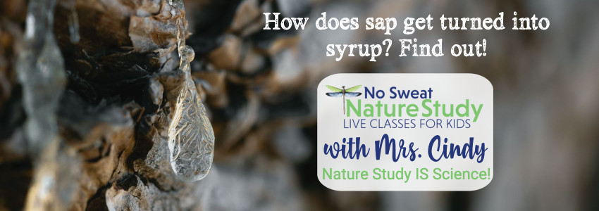 Clear drop of sap dripping from a maple tree. Advertising a class about sap and syrup nature study.
