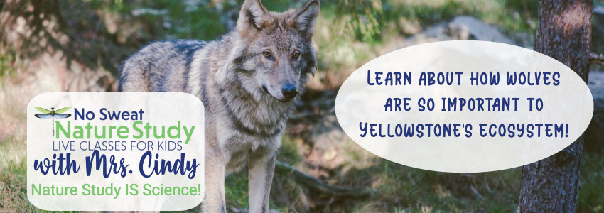 Gray wolf standing with grass and trees in the background.