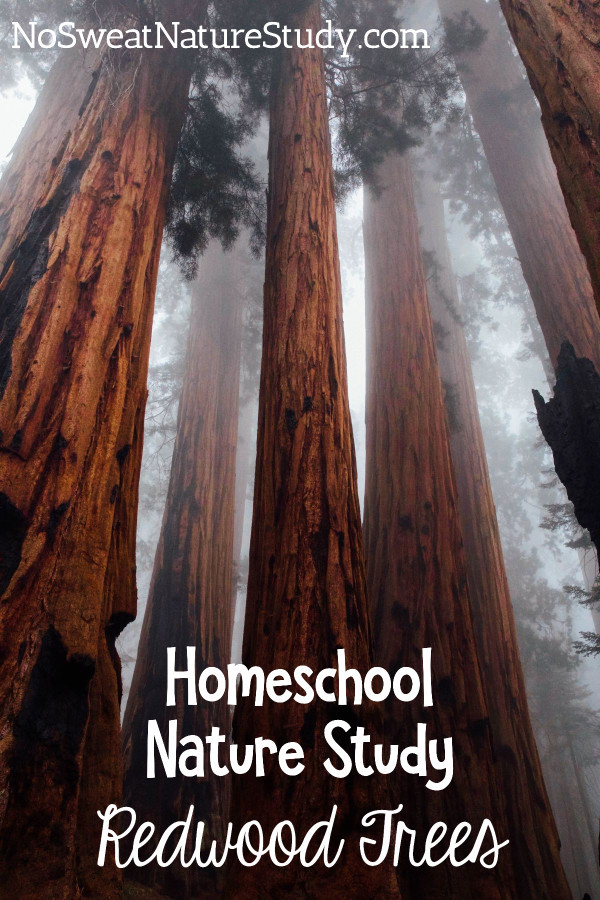 a photo taken looking upwards toward the tops of many giant redwood trees with mist in the background