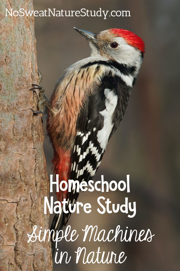 red, black and white woodpecker perches on the trunk of a tree