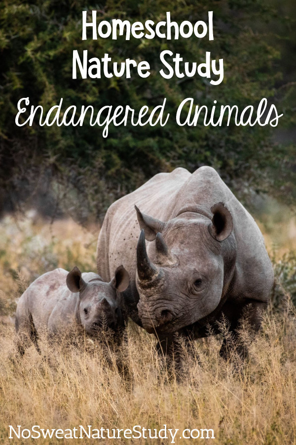 Mother and baby rhinos stand in tall brown grass with dark green vegetation behind them. Image is for a podcast about endangered animals.