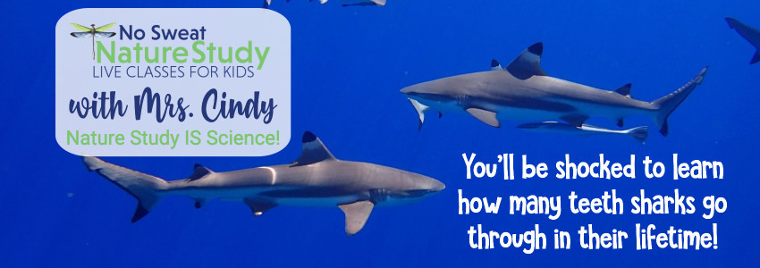 Grey sharks swimming in a dark blue ocean. This image is for an advertisement for a class about sharks.
