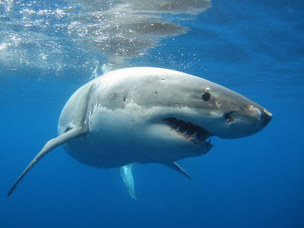 shark swimming in water
