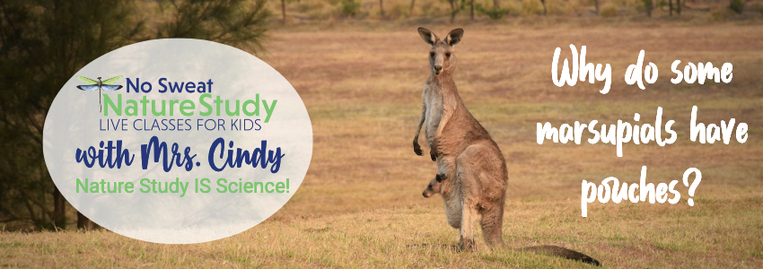 Kangaroo with baby in pouch with text as an advertisement for a video class about marsupials