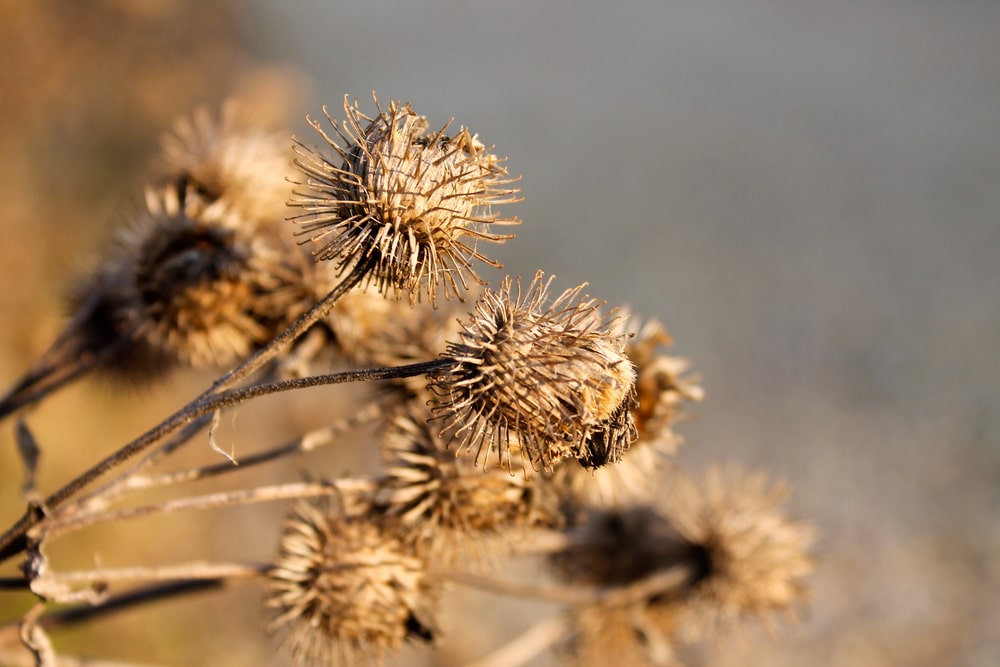 burdock macro